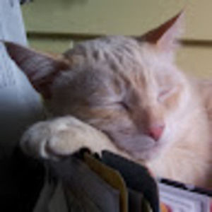 Meet your Posher, Shaunna e